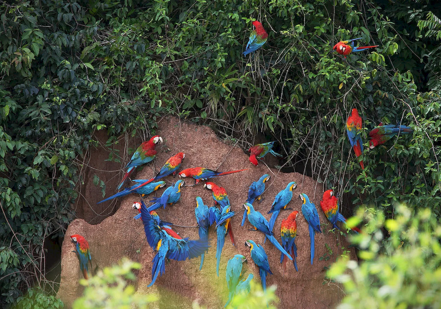 Explore the Pristine Wilderness of Tambopata
