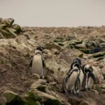 Discover the Wonders of Peru’s Coastal Region