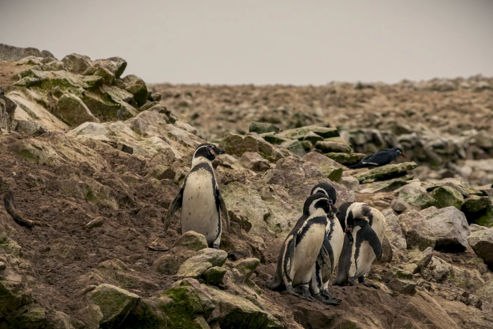 Discover the Wonders of Peru’s Coastal Region - Image 4